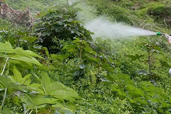 Necesidad y Ventajas de los Tratamientos Fitosanitarios para el Cuidado de las Plantas